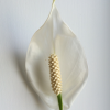 #UKWedLunch – Wednesday 13th June 2018 – minimalist wedding minimalist_flower_cropped
