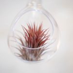 Red airplant in glass bauble | Journey to the Centre of the Earth | modern ethereal winter styled bridal shoot by Hanami Dream | agate | marble | airplants | tulle | pale blue | gold | Oxleaze Barn | Gloucestershire | October 2017 | Photography by Squib Photography www.squibphotography.co.uk