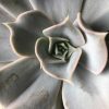 Behind the scenes: Journey to the Centre of the Earth shoot succulent close up