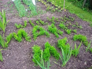 Carrot proposal