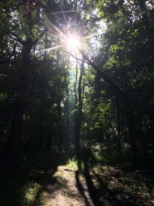 sun through trees | Hanami Dream