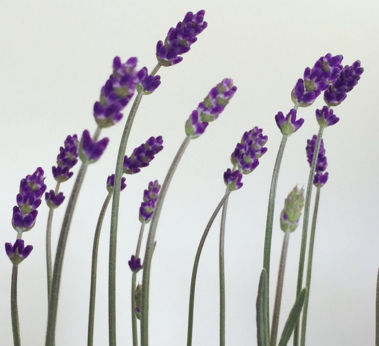 Lavender’s blue dilly dilly…but when will it be in season?