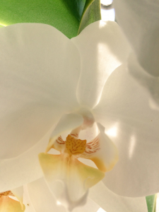 minimalist_flower_orchid2