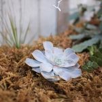 Succulents amongst moss | Journey to the Centre of the Earth | modern ethereal winter styled bridal shoot by Hanami Dream | agate | marble | airplants | tulle | pale blue | gold | Oxleaze Barn | Gloucestershire | October 2017 | Photography by Squib Photography www.squibphotography.co.uk